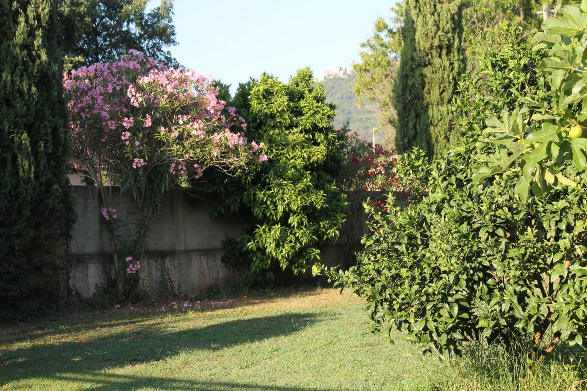 Domaine Le Clos Des Oliviers Sorbo-Ocagnano Cameră foto